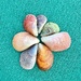 Shells flower. 