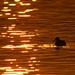 Mallard at sunset