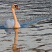 Swan at sunset