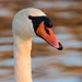 Swan portrait I