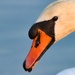 Swan portrait II
