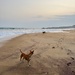 Dogs on the beach. 