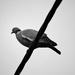 Pigeon 23/31