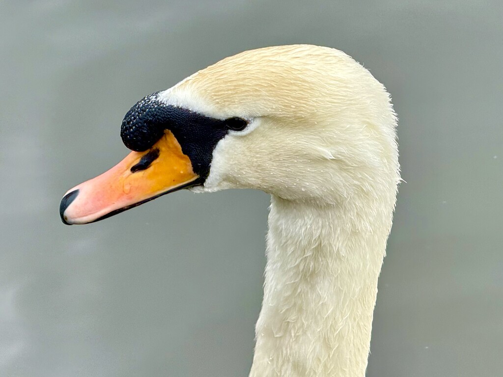 Mute Swan by phil_sandford