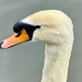 Mute Swan