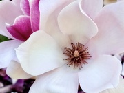 22nd Mar 2025 - Fragrant Charms
