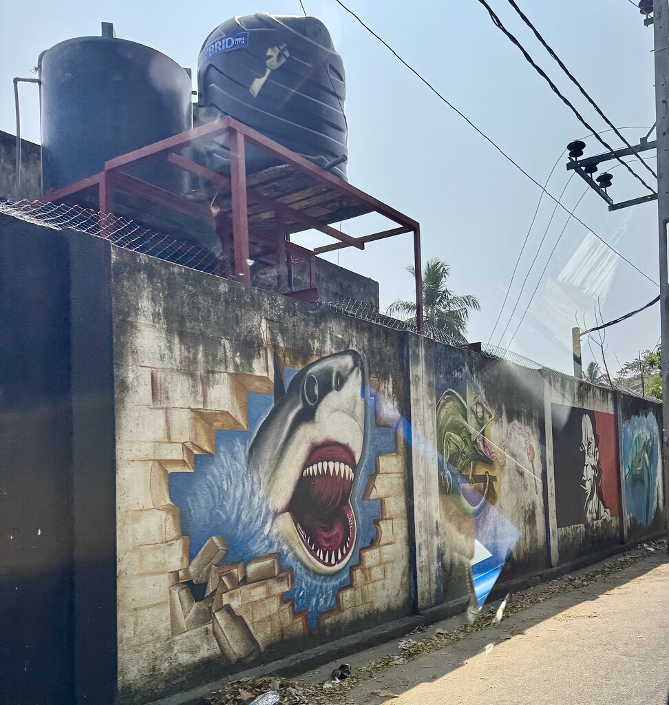Shark.  by cocobella