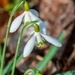 Snowdrops
