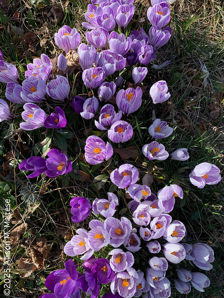 Roadside Crocuses by falcon11