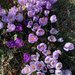 Roadside Crocuses