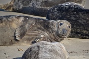 23rd Mar 2025 - Sleeping Seals 