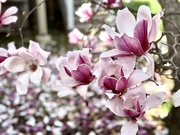 11th Mar 2025 - Let Yourself Bloom
