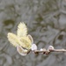 Willow