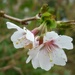 Flowering Cherry 
