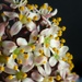 Skimmia 