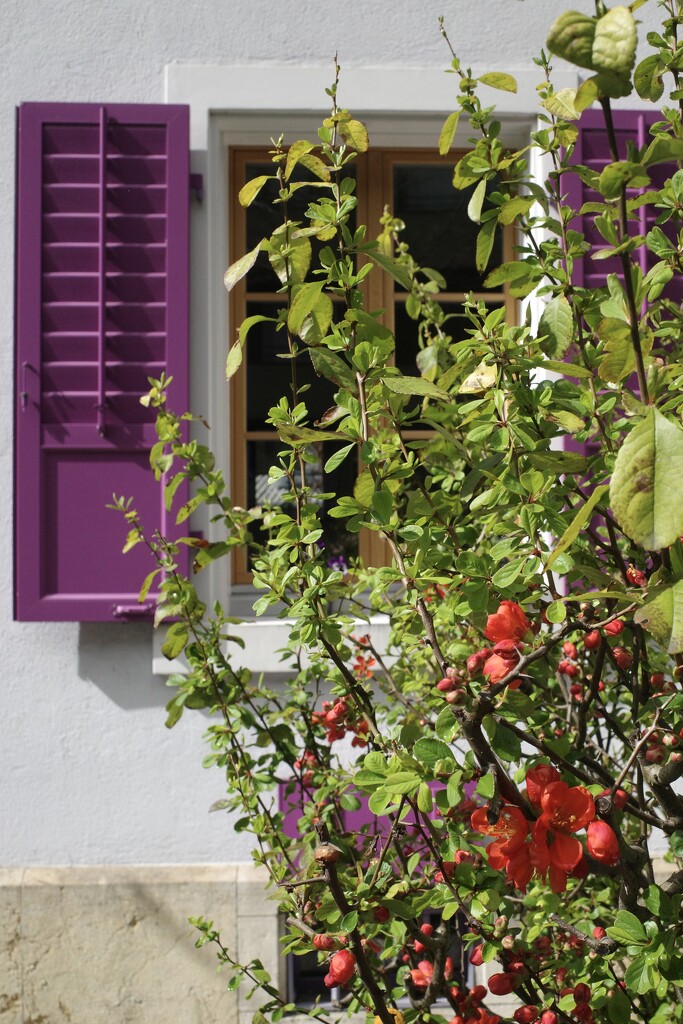 Purple shutter  by vincent24