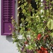 Purple shutter 