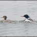 Father and Son? by mccarth1