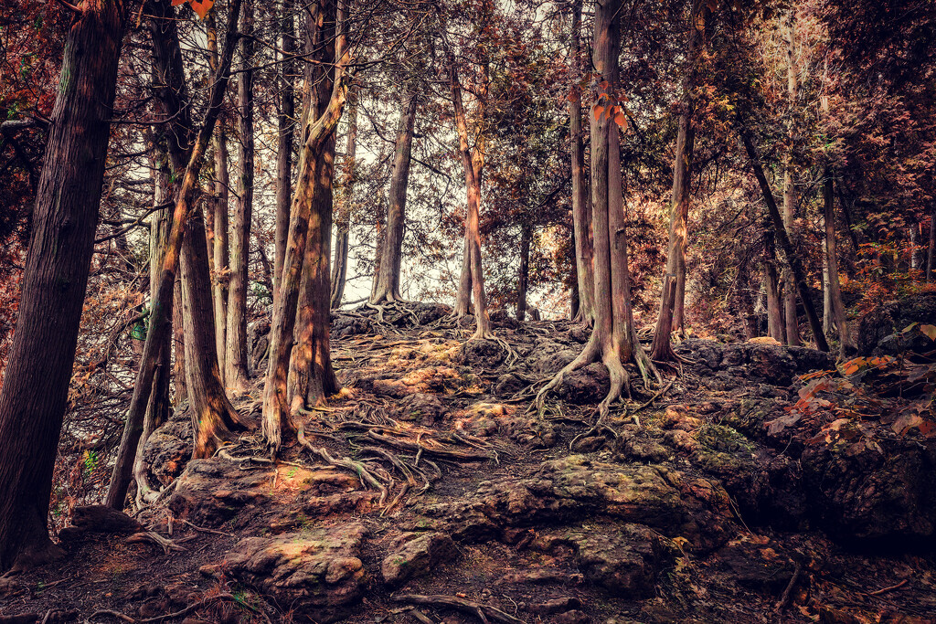 Winter Woods by pdulis