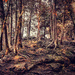 Winter Woods