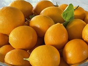 10th Mar 2025 - My Lemon Tree