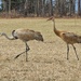 Strolling Sandhills