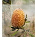 Banksia