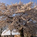 Spring Blossom 
