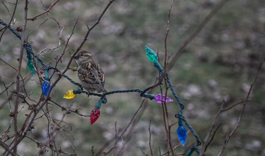 Female house sparrow by darchibald