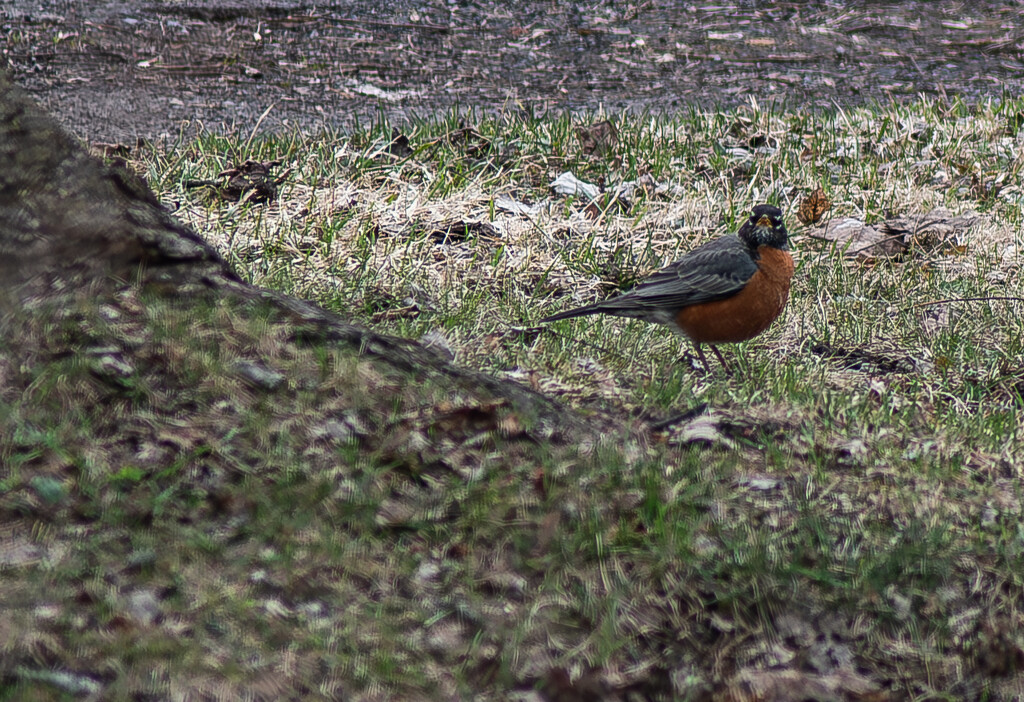 Robin by darchibald