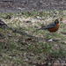 Robin