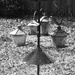 Feeders in the back are filled again...