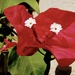 Rainbow-Red