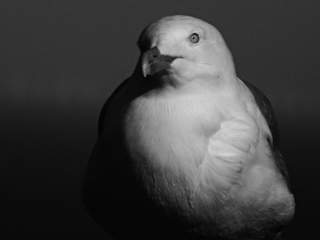 At the front of the pecking order. by ajisaac