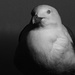 At the front of the pecking order.