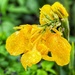 Canna lily. 