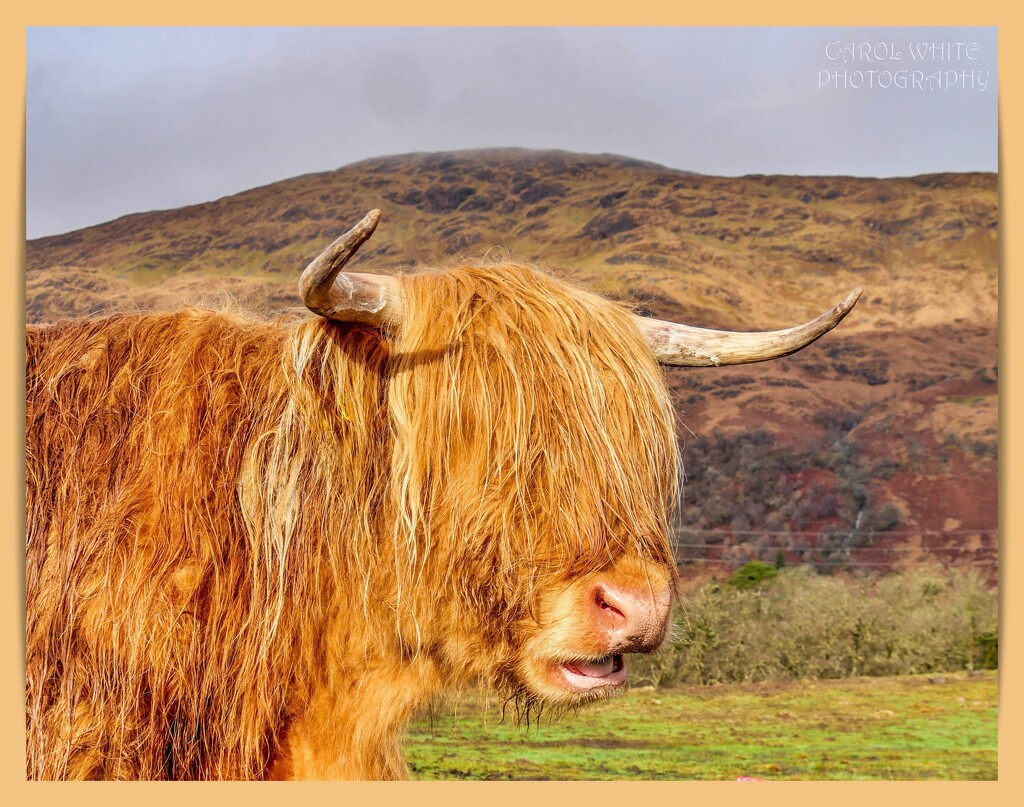 Where's That Hairdresser When You Need One? by carolmw