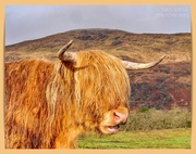 24th Mar 2025 - Where's That Hairdresser When You Need One?
