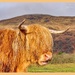 Where's That Hairdresser When You Need One?