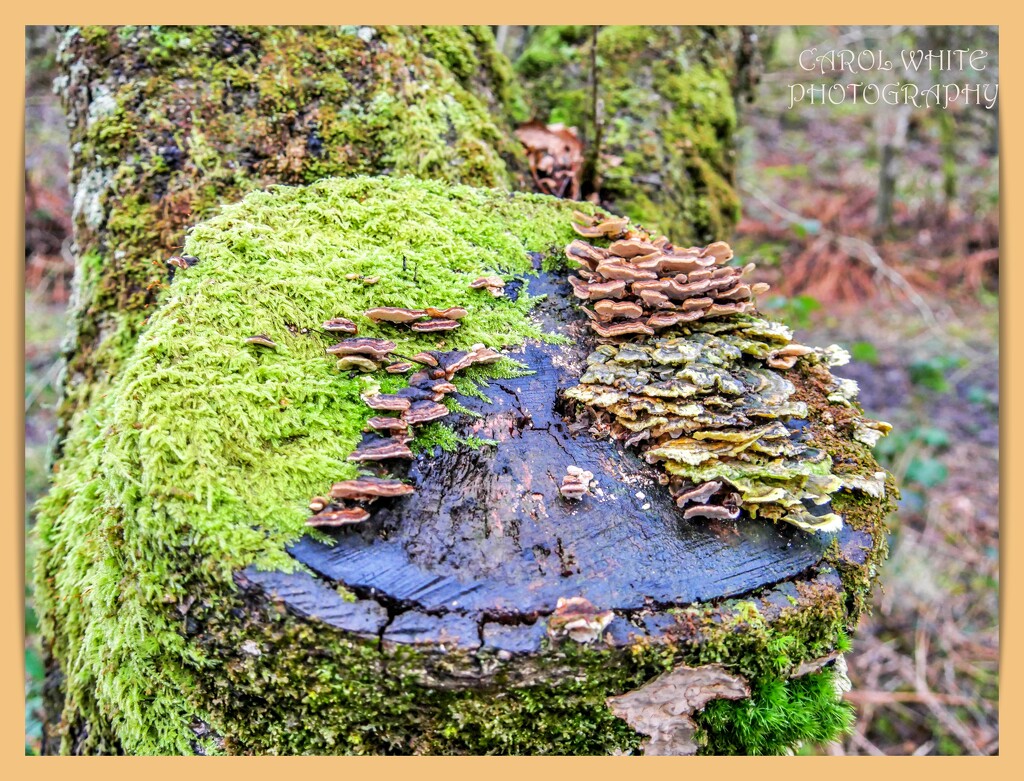 Lichen And Fungi by carolmw