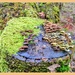 Lichen And Fungi