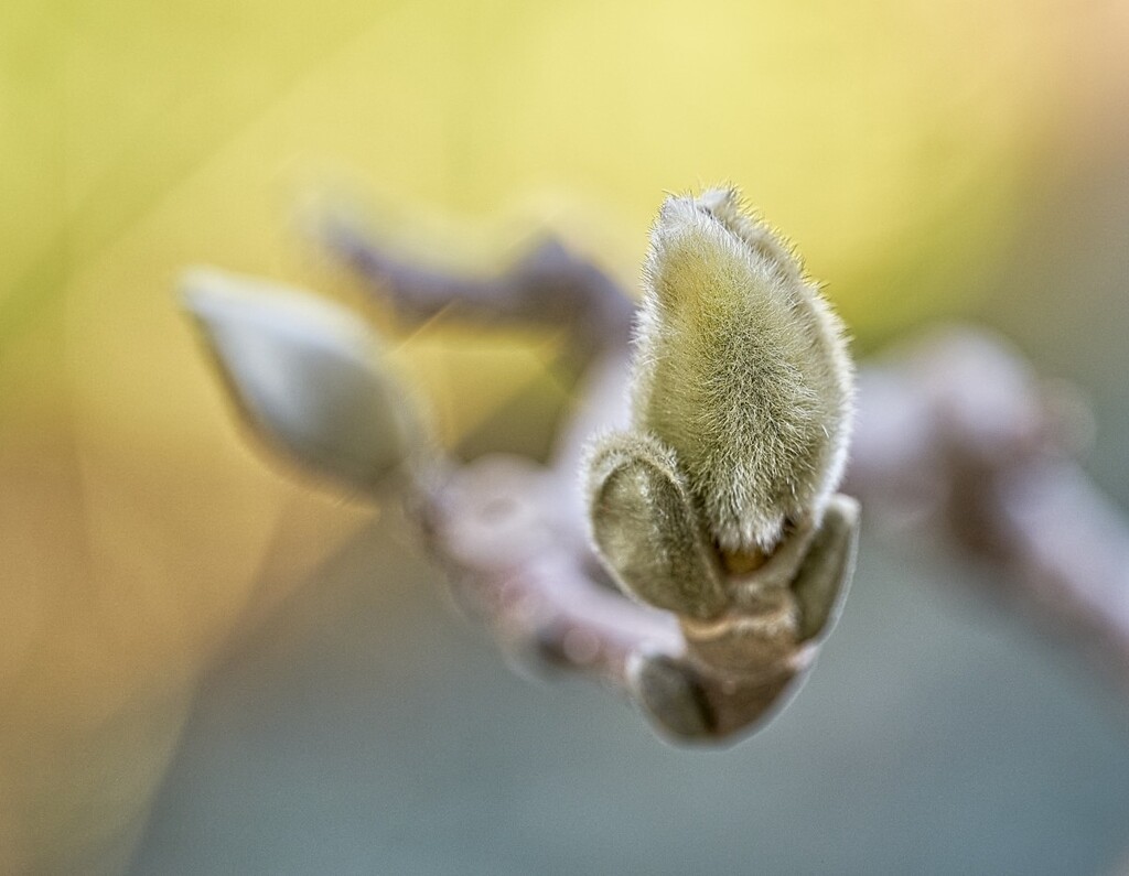 Fuzzy Magnolia Bud by gardencat