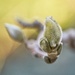 Fuzzy Magnolia Bud