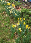 24th Mar 2025 - Daffs in a Row