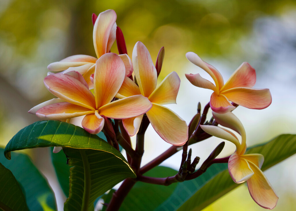 There are still a few flowers P3242652 by merrelyn