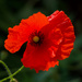 Poppies PA045708