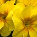 Yellow flowers