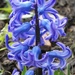 Hyacinth