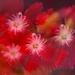 Dianthus~~~~~