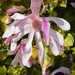 Star Magnolia